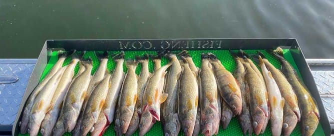 Fish laid out on a green mat on a boat during a fishing on the Columbia river