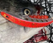 A fish with Brad's Super Baits in its mouth