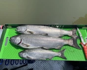Three salmon on green tray, Portland Oregon fishing guides