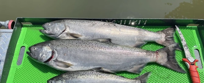 Three salmon on green tray, Portland Oregon fishing guides
