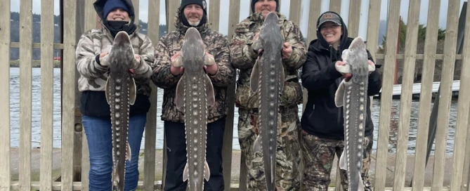 Four anglers proudly display their impressive catch after a successful day of sturgeon fishing on the Columbia River.